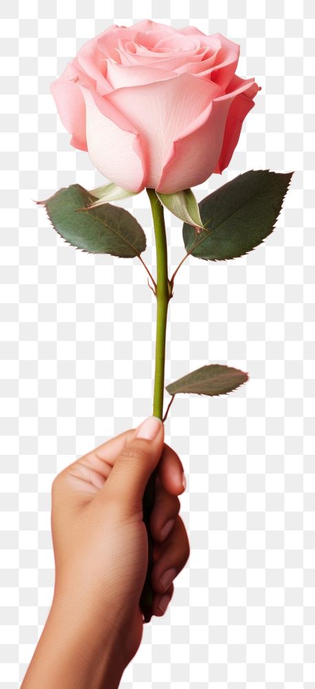 PNG Rose hand holding flower. AI generated Image by rawpixel.
