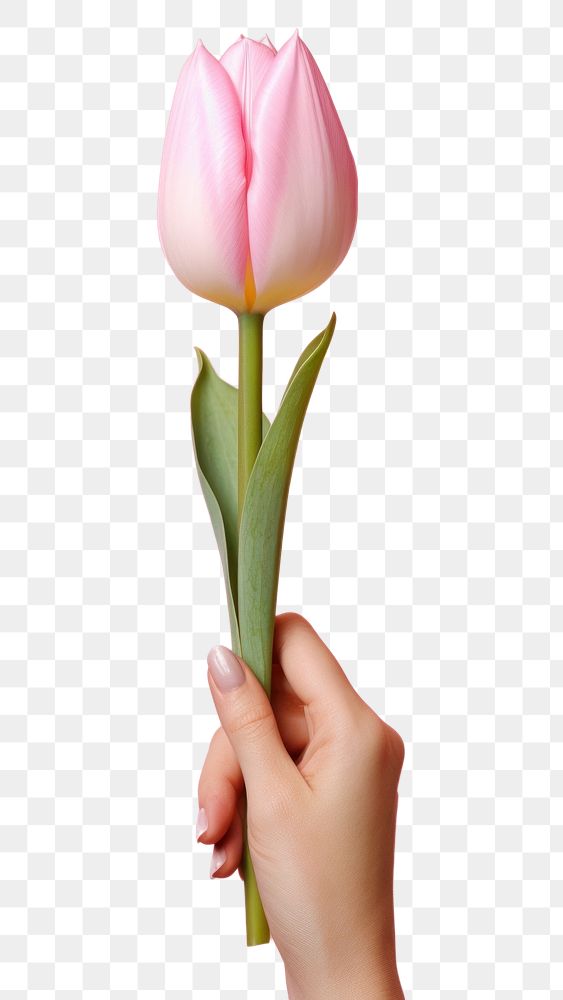 PNG Tulip holding flower petal. AI generated Image by rawpixel.