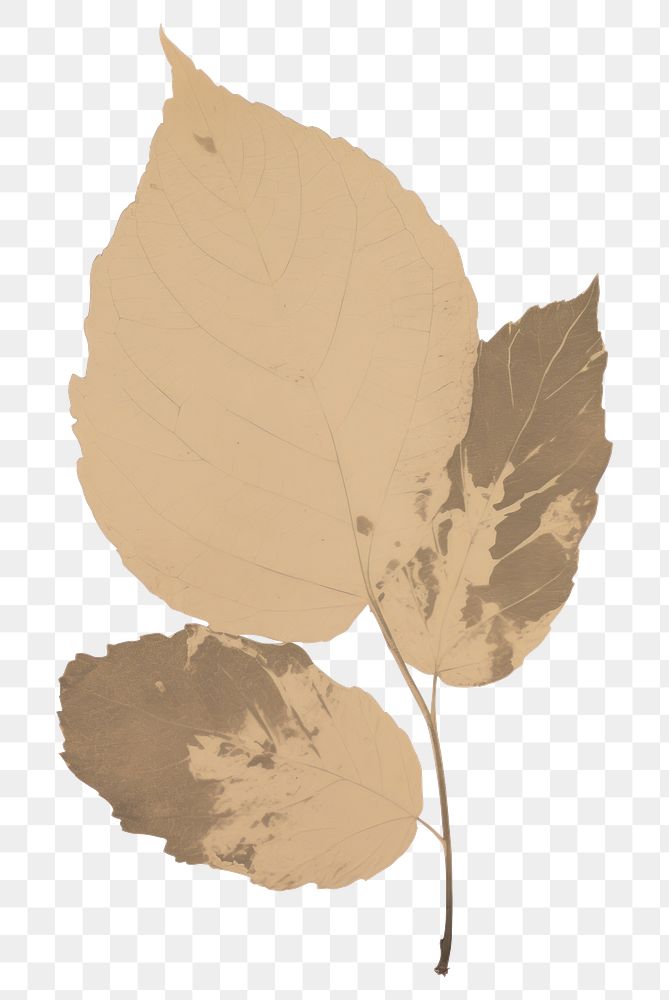PNG Illustration the 1970s of leaf plant paper tree.
