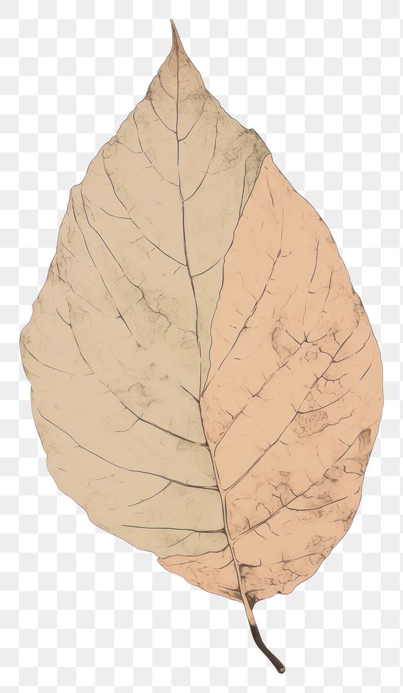 PNG Illustration the 1970s of leaf plant sweatshirt fragility.