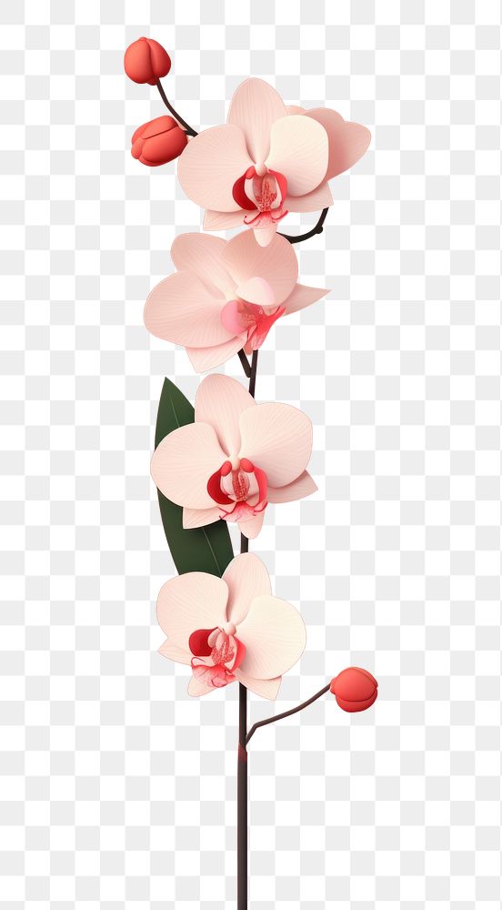 PNG An orchid blossom flower plant. AI generated Image by rawpixel.
