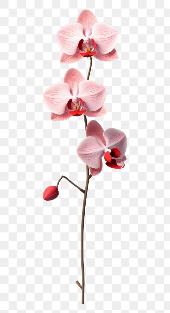 PNG An orchid blossom flower nature. AI generated Image by rawpixel.