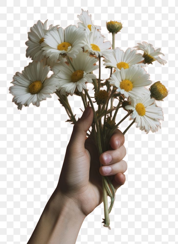 PNG  Daisy flowers hand holding finger.