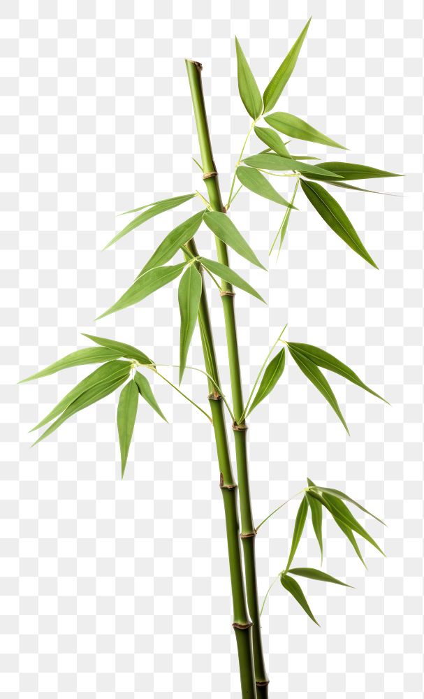 PNG  Green bamboo with leaves plant green white background.