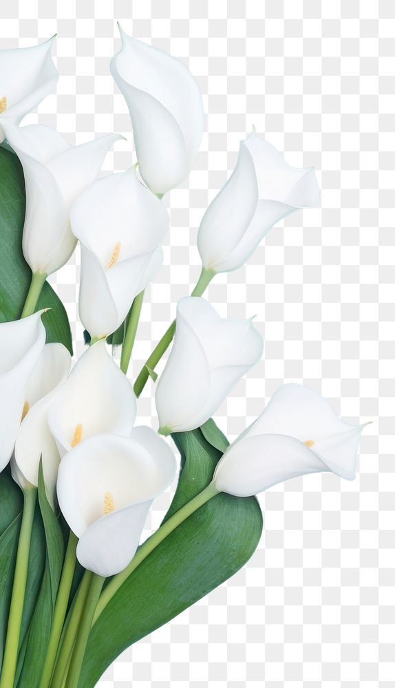 PNG  White tulip flowers over blue background petal plant inflorescence. AI generated Image by rawpixel.