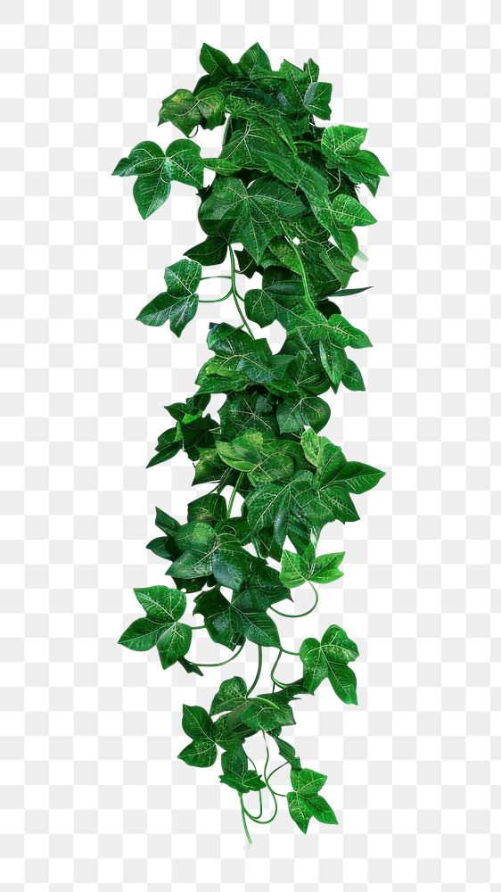 PNG Green plant leaf vine ivy