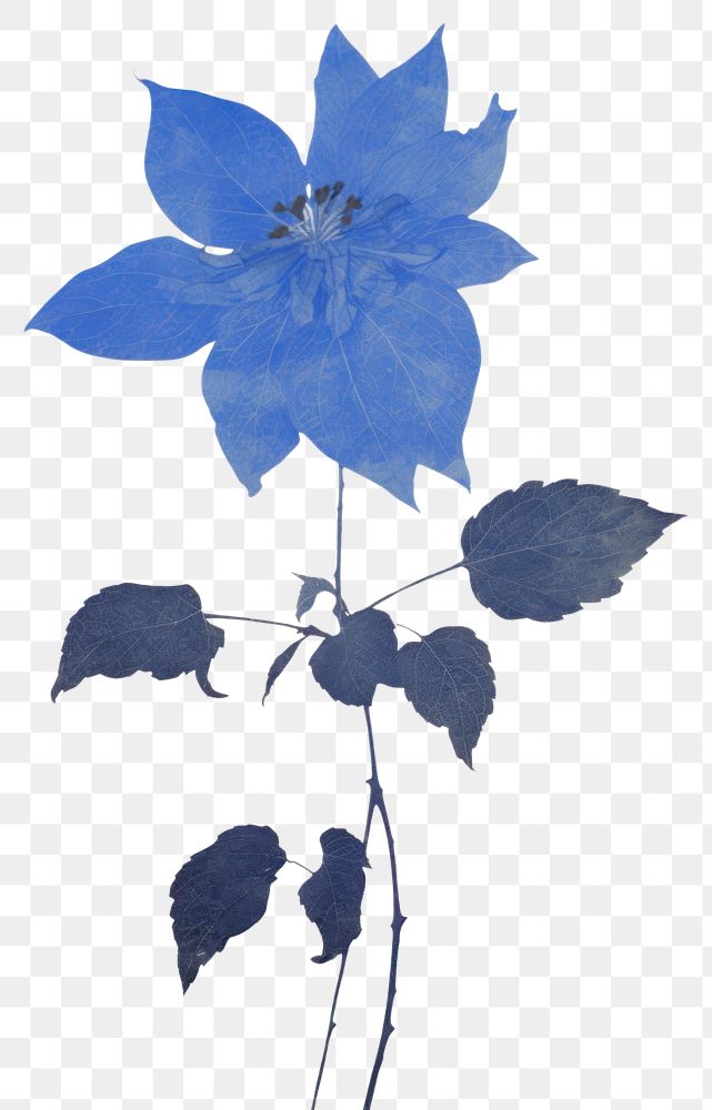 PNG Illustration of a Tailflower blue plant petal leaf.