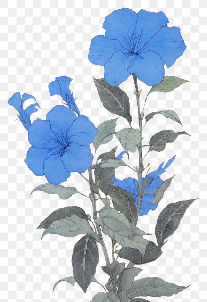 PNG Illustration of a Allamanda blue flower plant petal.