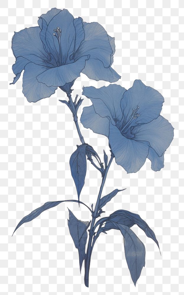 PNG Illustration of a Allamanda blue painting drawing flower.