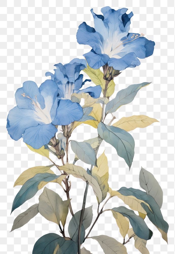 PNG Illustration of a Allamanda blue painting blossom flower.