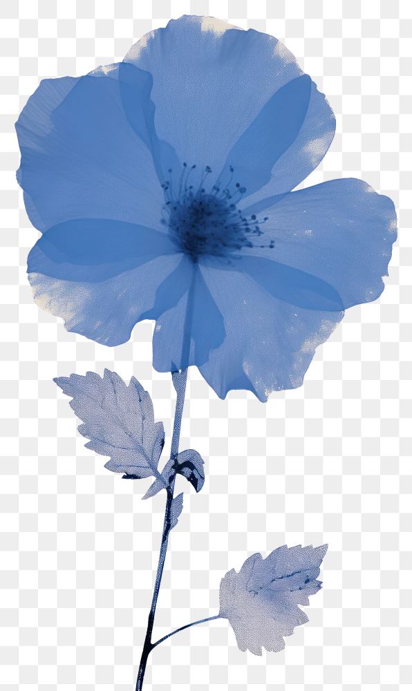 PNG Illustration of a blue flower blossom petal plant.