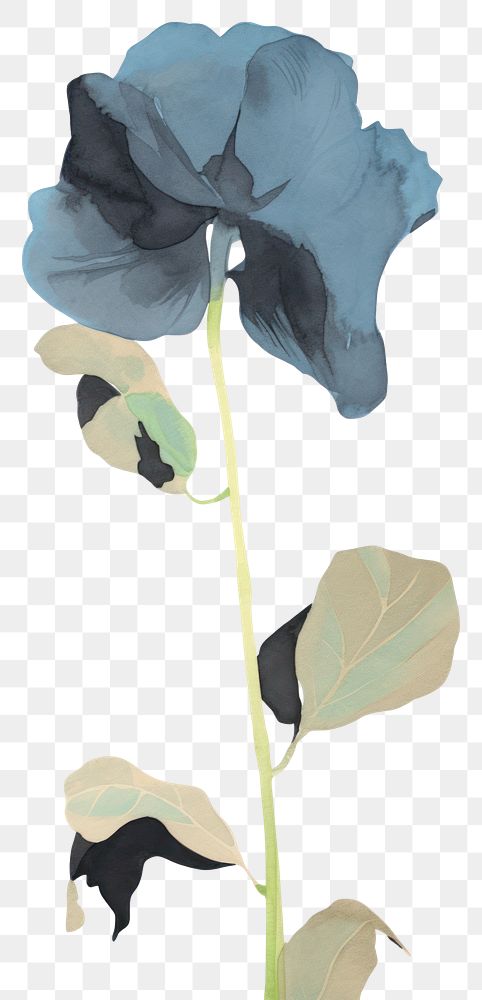 PNG Illustration of a Blue pea flower plant petal.