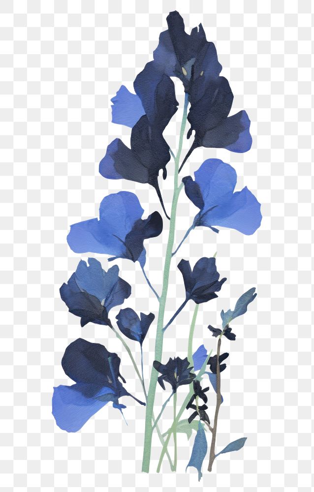 PNG Illustration of a Blue pea painting flower plant.