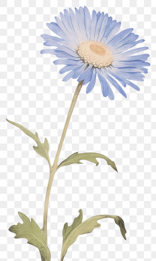 PNG Illustration of a Daisy blue daisy flower plant.