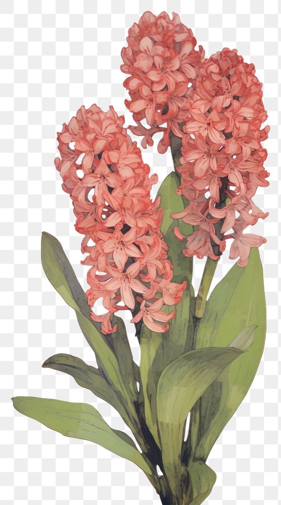 PNG Illustration of a Hyacinth flower plant white background.
