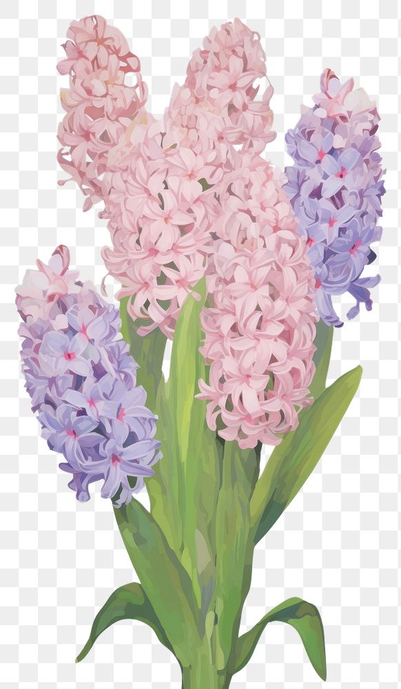 PNG Illustration of a Hyacinth blossom flower lilac.