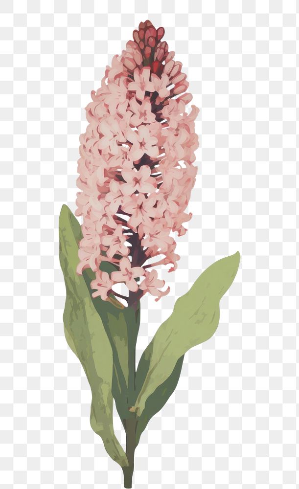 PNG Illustration of a Hyacinth blossom flower plant.