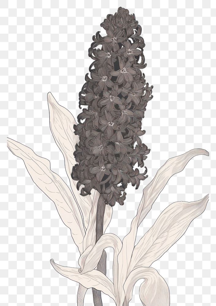 PNG Illustration of a Hyacinth drawing flower sketch.