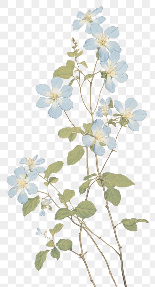 PNG Illustration of a Jasmine blue blossom flower plant