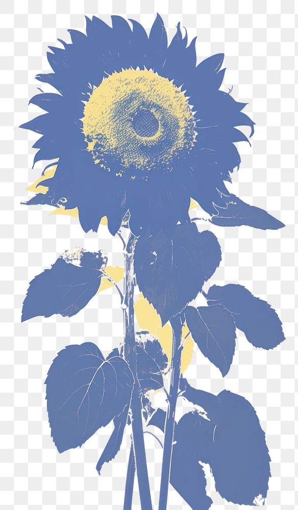 PNG Illustration of a sunflower blue plant white background inflorescence.