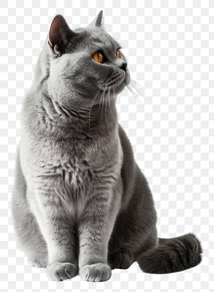 PNG British shorthair cat light gray green pet animal.