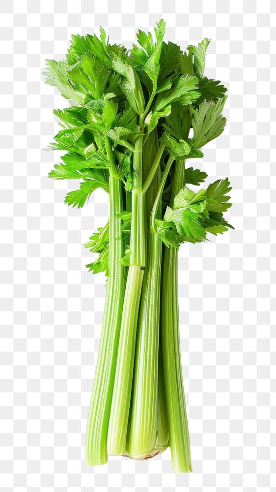 PNG Celery food vegetable parsley.