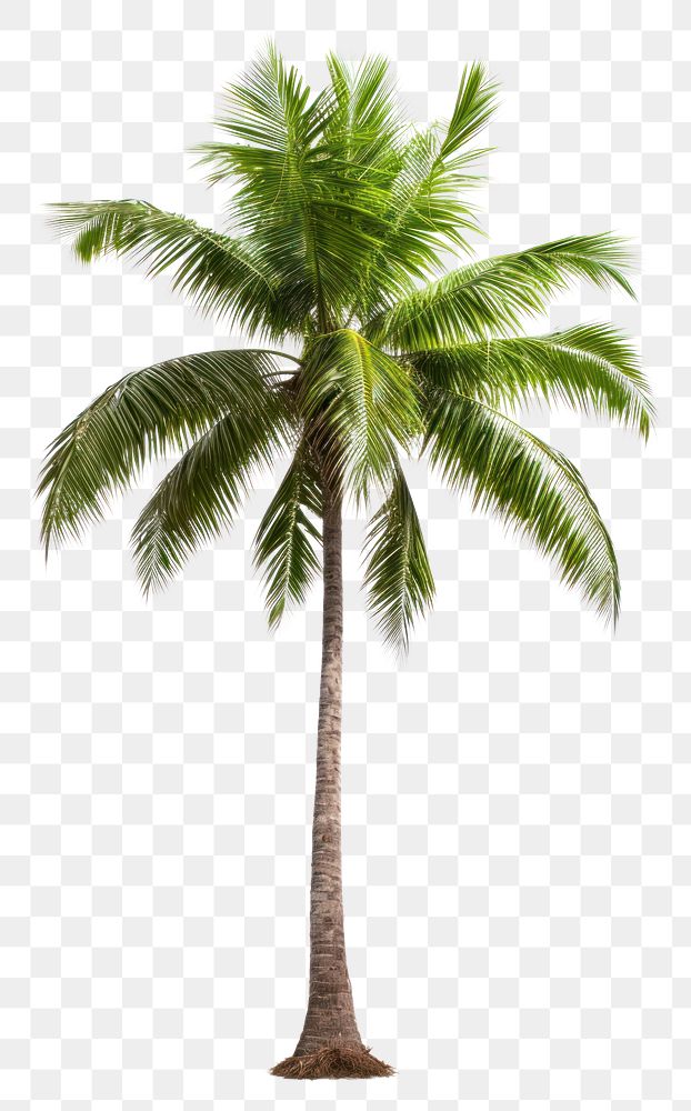 PNG Coconut palm tree plant white background tranquility. AI generated Image by rawpixel.