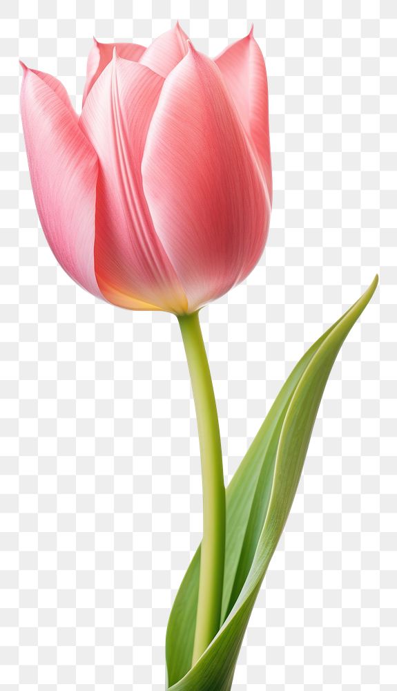 PNG Tulip flower as a border tulip plant white background. AI generated Image by rawpixel.