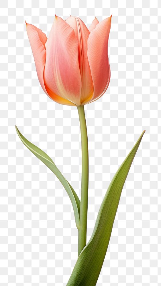 PNG Tulip flower as a border tulip plant white background. AI generated Image by rawpixel.