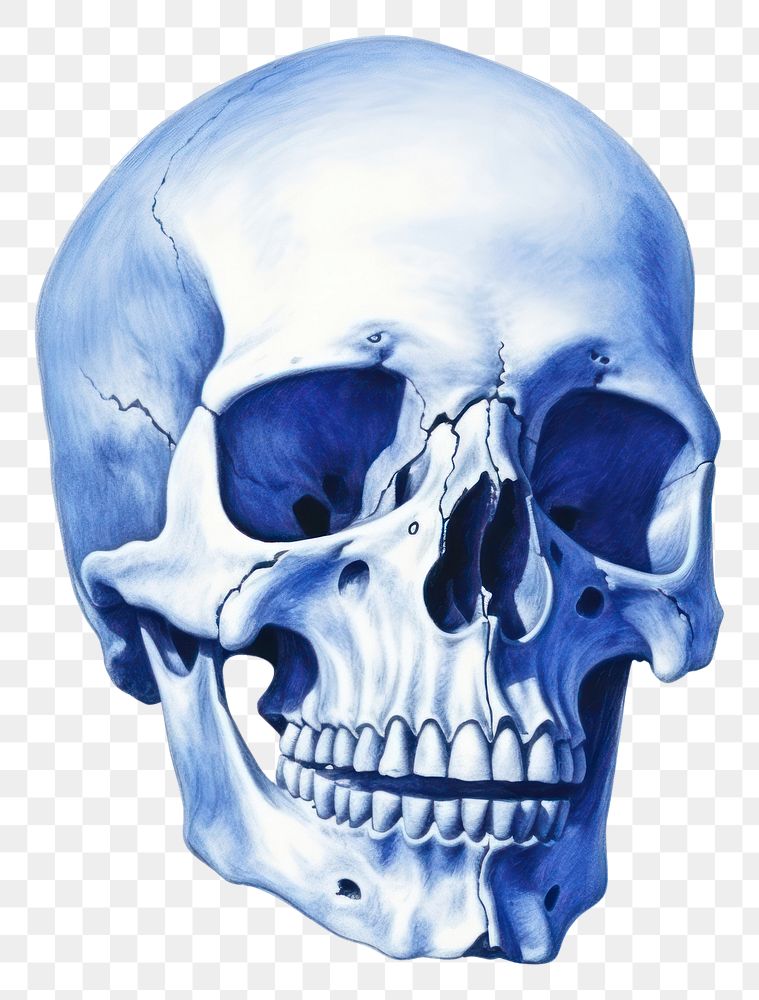 PNG  Drawing skull sketch blue anthropology.