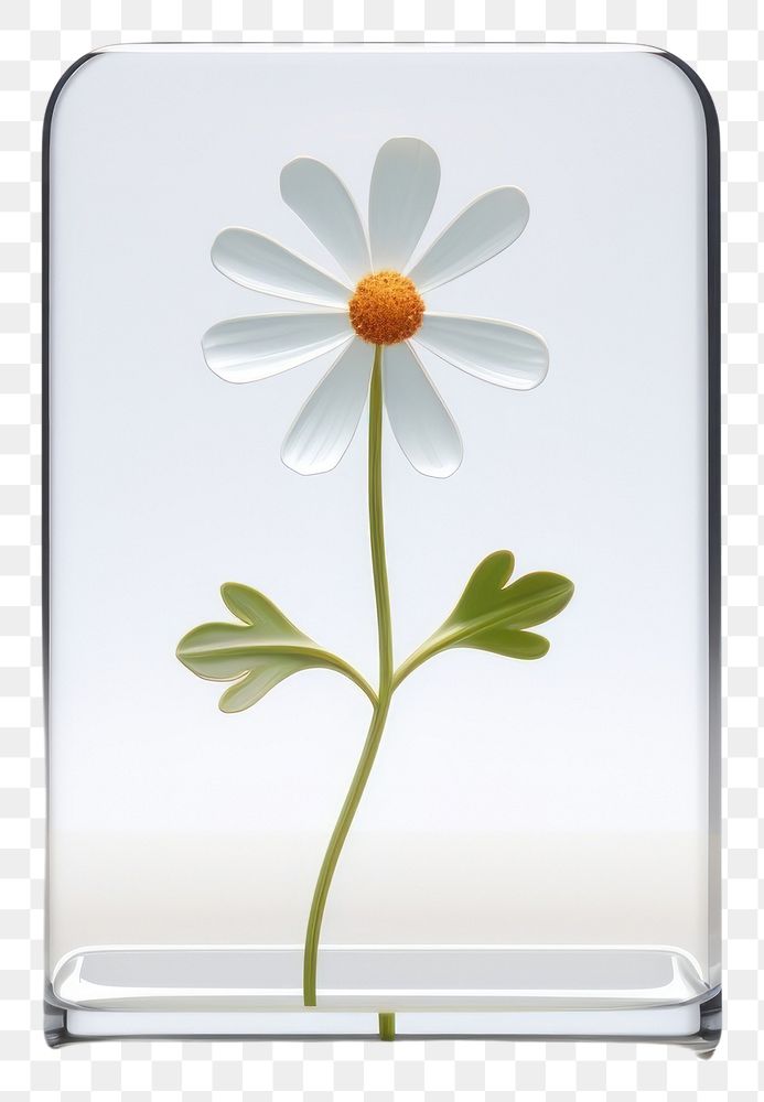 PNG Transparent glass simple wildflower icon plant daisy white.