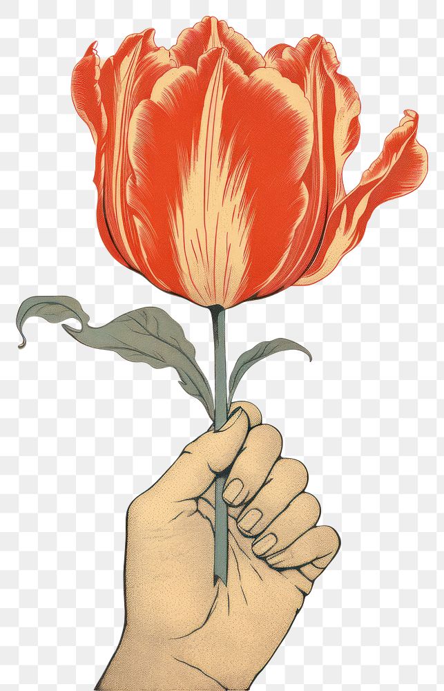 PNG  An isolated hand hold tulip flower art drawing. AI generated Image by rawpixel.