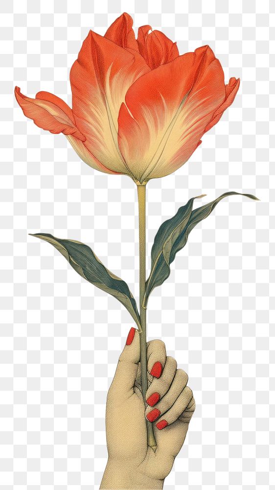 PNG  An isolated hand hold tulip flower art petal