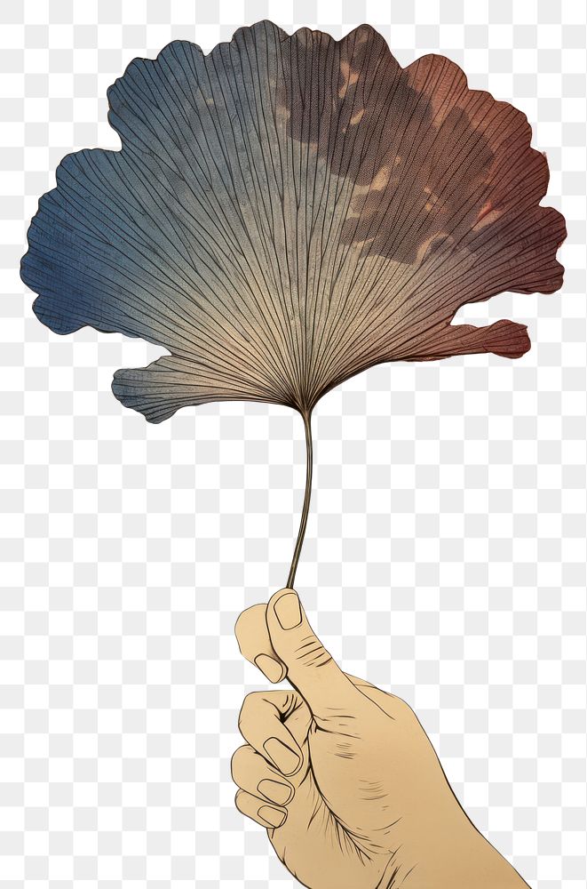 PNG  An siolated hand hold ginko leaf art drawing sketch. AI generated Image by rawpixel.