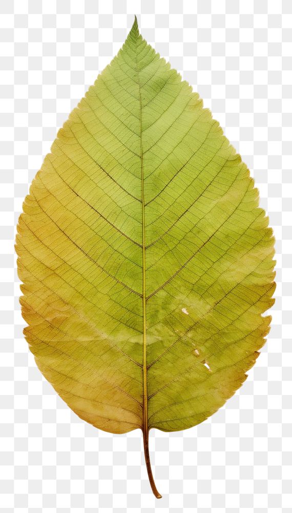 PNG  Real Pressed a green lively leaf textured plant herbs.
