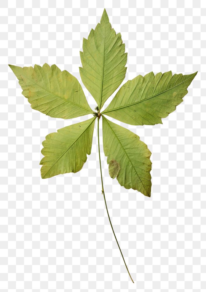 PNG  Real Pressed a green leaf with little wildfloer plant herb tree.