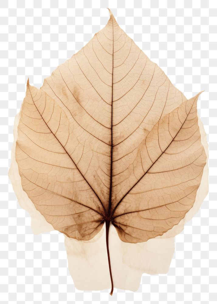 PNG  Real Pressed a diversity leaf plant tree fragility.