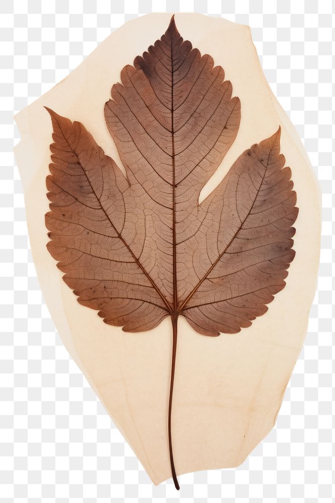 PNG  Real Pressed a diversity leaf plant tree pattern.