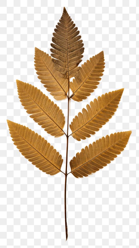 PNG  Real Pressed a diversity rowan leaf plant pattern branch