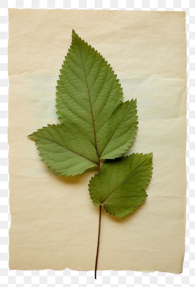 PNG  Real Pressed a lively mint leaf plant paper herbs.