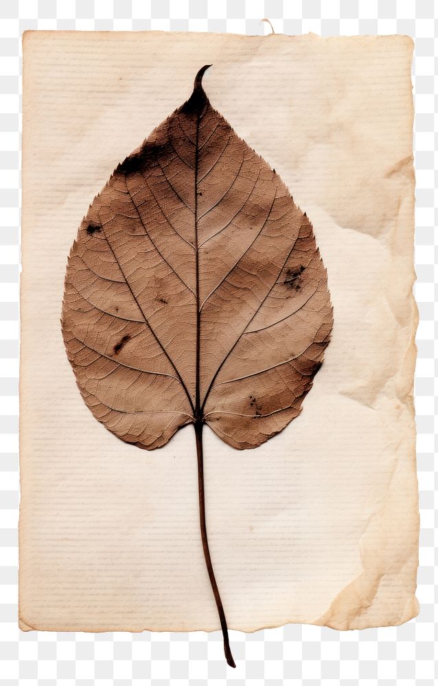 PNG  Real Pressed a mini leaf plant paper text.
