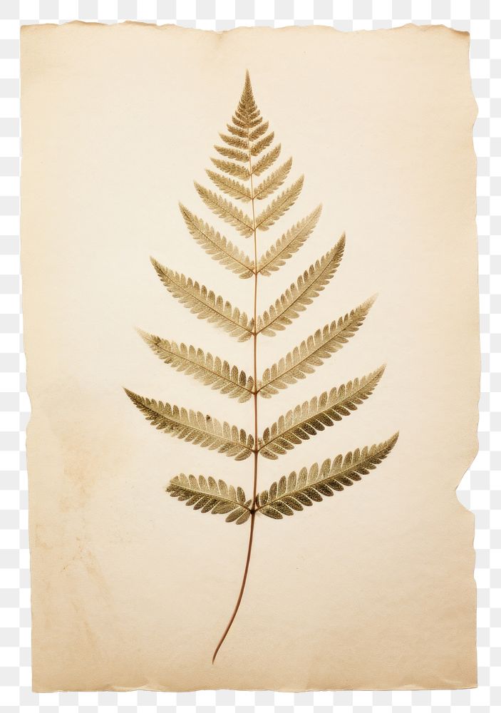 PNG  Real Pressed a minimal aesthetic pale pine needle leaf plant paper fern.