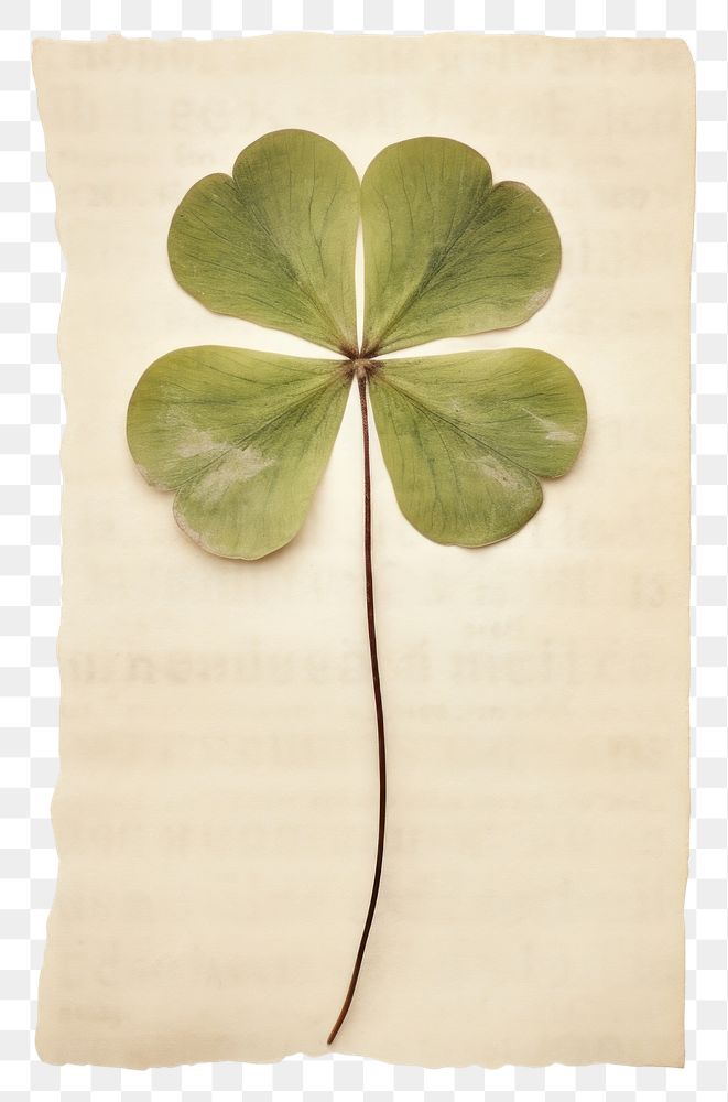PNG  Real Pressed a minimal lovely lucky clover leaf plant paper nature.