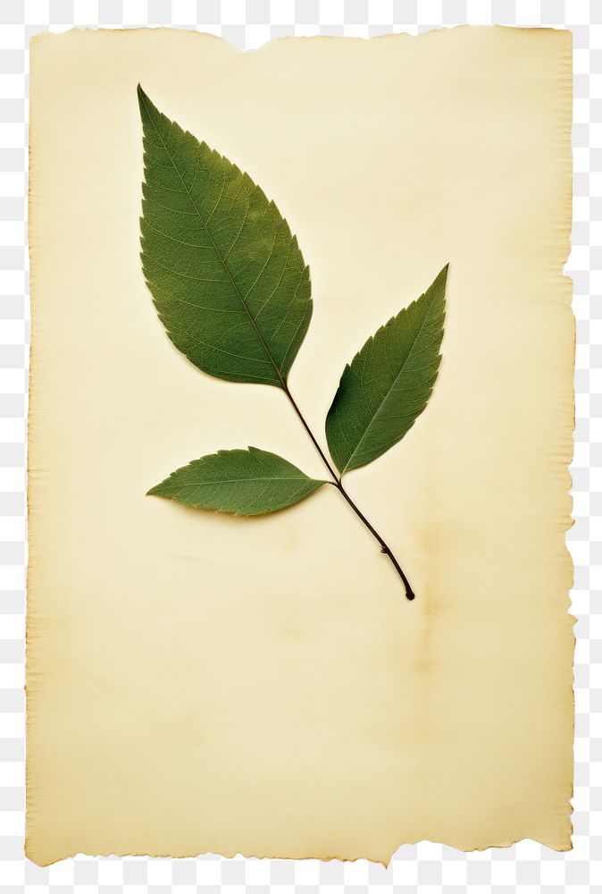 PNG  Real Pressed a minimal aesthetic green tea leaf plant paper herbs.