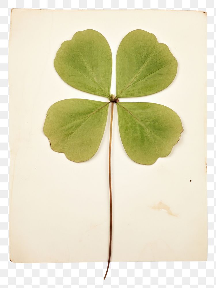 PNG  Real Pressed a minimal aesthetic green clover leaf plant freshness nature.