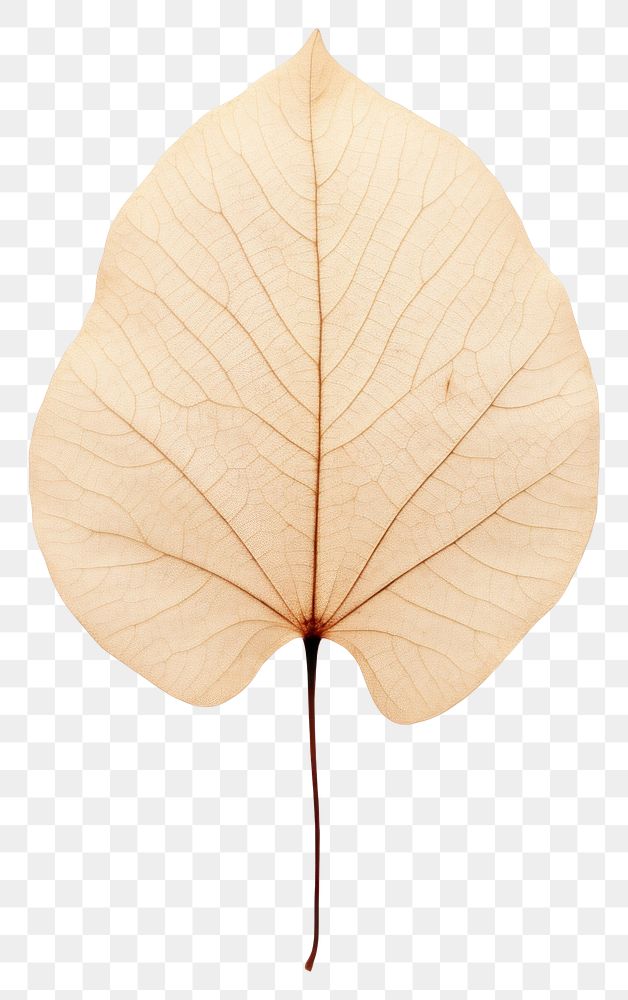 PNG  Real Pressed a minimal aesthetic eucalyptus leaf leaf plant tree xanthosoma.