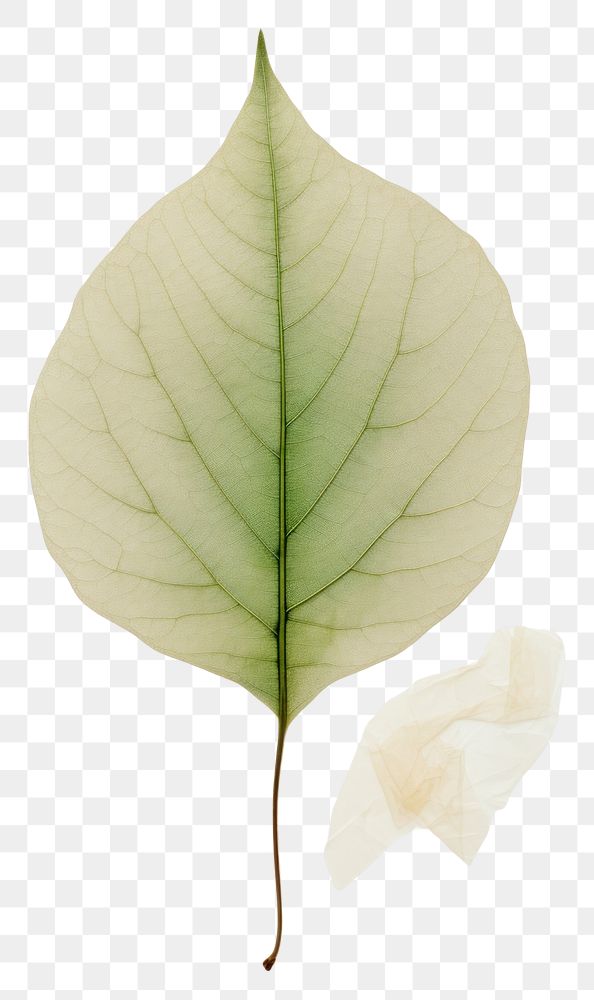 PNG  Real Pressed a minimal aesthetic green botanical leaf flower plant paper.