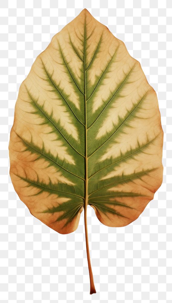 PNG  Real Pressed a minimal vibrant tropical leaf plant tree pattern.