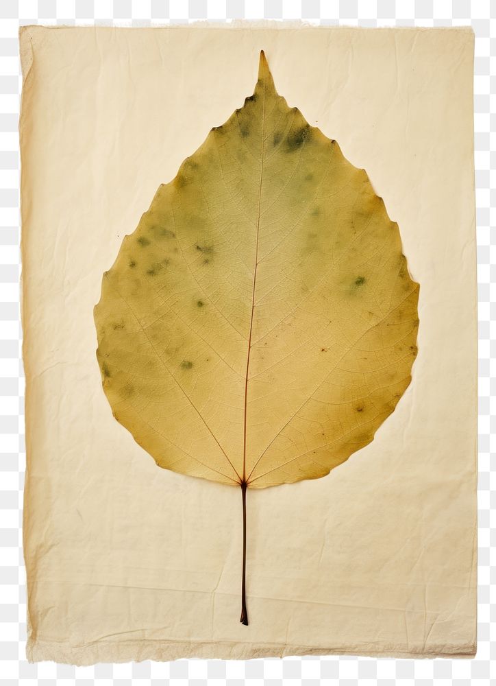 PNG  Real Pressed a minimal aesthetic green birch leaf plant paper tree.