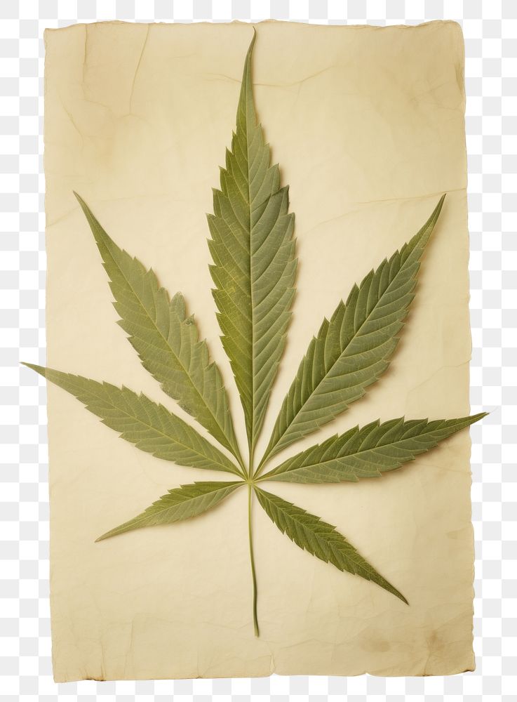 PNG  Real Pressed a minimal aesthetic green cannabis leaf plant paper herb.